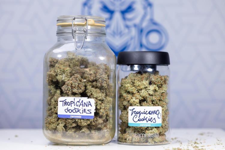 Tropicana Cookies #1 - Zamnesia x B&B. Week 11 - Dry Buds - Tropicana Cookies