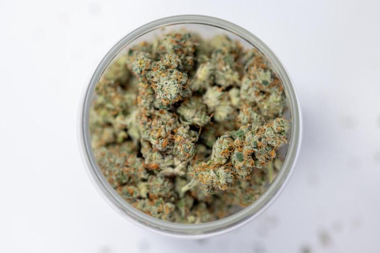 Tropicana Cookies #1 - Zamnesia x B&B. Week 11 - Dry Buds - Tropicana Cookies