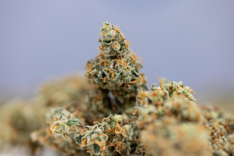 Tropicana Cookies #1 - Zamnesia x B&B. Week 11 - Dry Buds - Tropicana Cookies