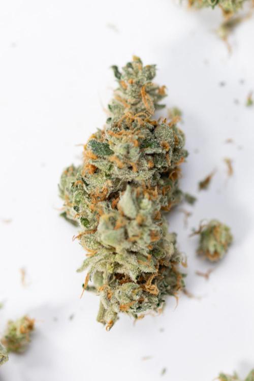 Tropicana Cookies #1 - Zamnesia x B&B. Week 11 - Dry Buds - Tropicana Cookies