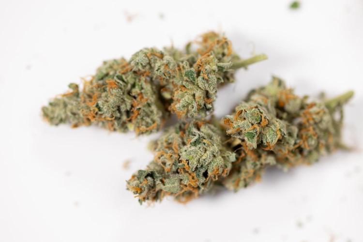 Tropicana Cookies #1 - Zamnesia x B&B. Week 11 - Dry Buds - Tropicana Cookies