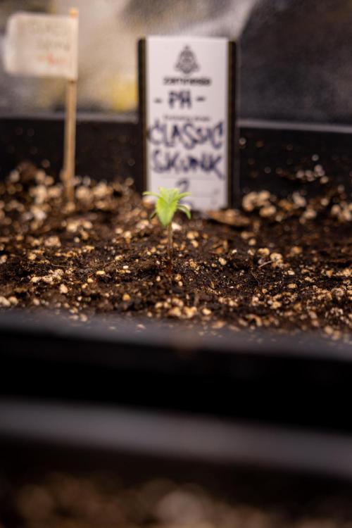 Classic Skunk 🌱  - Zamnesia x B&B. Week 1 - Classic Skunk x2 - Week 1 - Veg