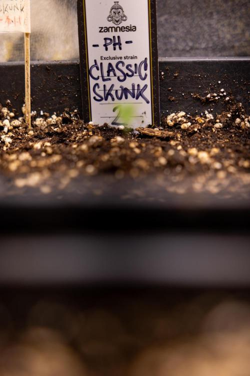 Classic Skunk 🌱  - Zamnesia x B&B. Week 1 - Classic Skunk x2 - Week 1 - Veg