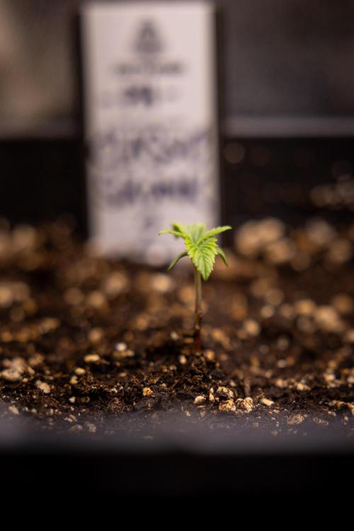 Classic Skunk 🌱  - Zamnesia x B&B. Week 1 - Classic Skunk x2 - Week 1 - Veg