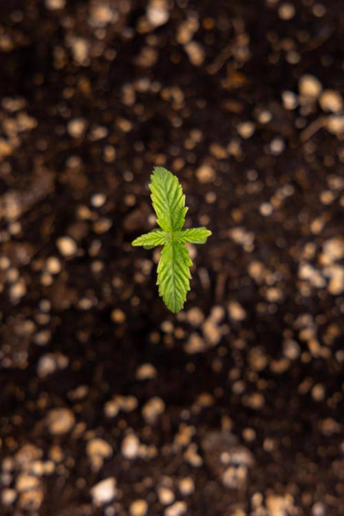 Classic Skunk 🌱  - Zamnesia x B&B. Week 1 - Classic Skunk x2 - Week 1 - Veg