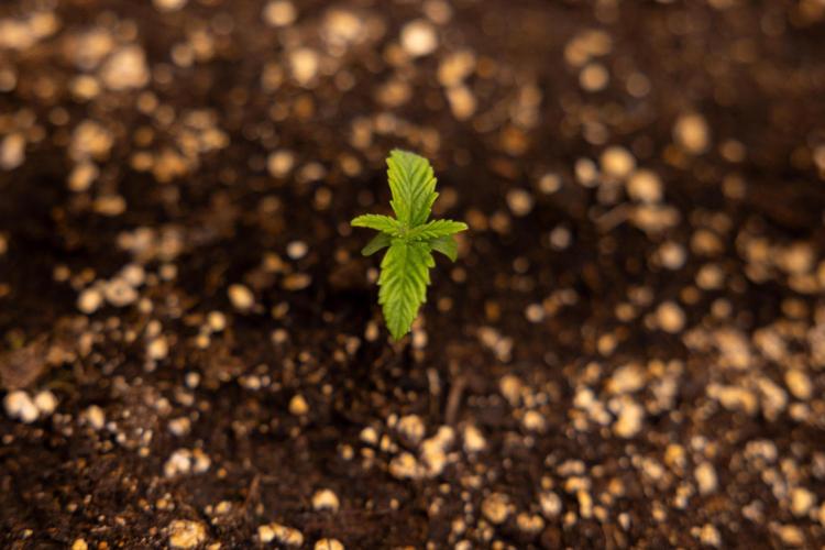 Classic Skunk 🌱  - Zamnesia x B&B. Week 1 - Classic Skunk x2 - Week 1 - Veg