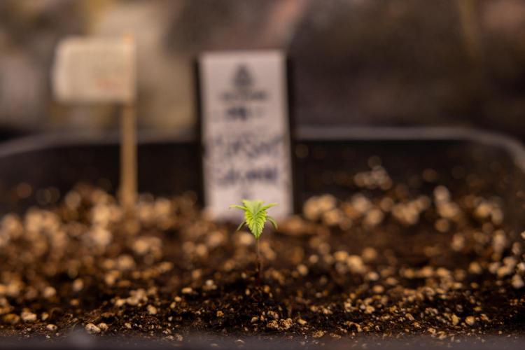 Classic Skunk 🌱  - Zamnesia x B&B. Week 1 - Classic Skunk x2 - Week 1 - Veg