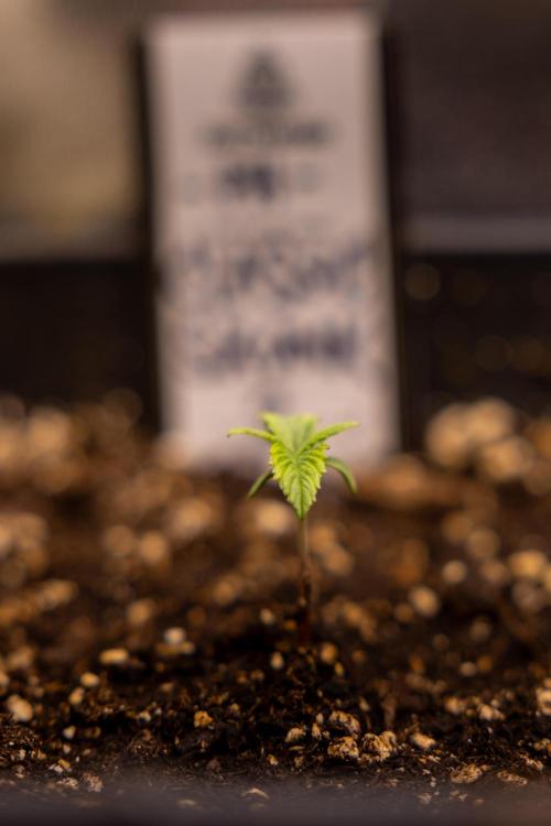 Classic Skunk 🌱  - Zamnesia x B&B. Week 1 - Classic Skunk x2 - Week 1 - Veg