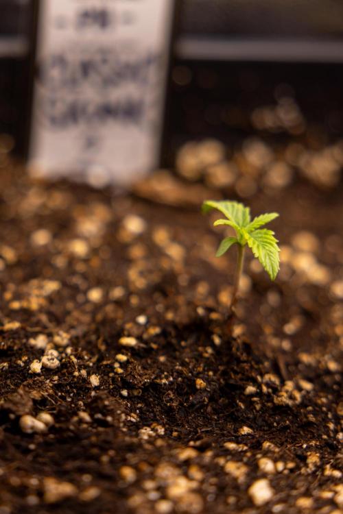 Classic Skunk 🌱  - Zamnesia x B&B. Week 1 - Classic Skunk x2 - Week 1 - Veg