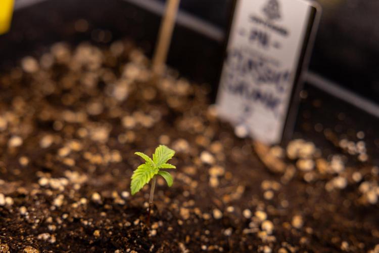 Classic Skunk 🌱  - Zamnesia x B&B. Week 1 - Classic Skunk x2 - Week 1 - Veg