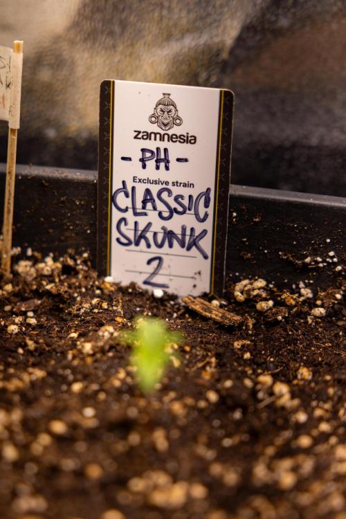 Classic Skunk 🌱  - Zamnesia x B&B. Week 1 - Classic Skunk x2 - Week 1 - Veg