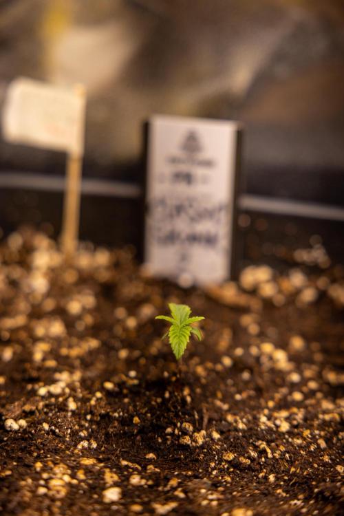 Classic Skunk 🌱  - Zamnesia x B&B. Week 1 - Classic Skunk x2 - Week 1 - Veg
