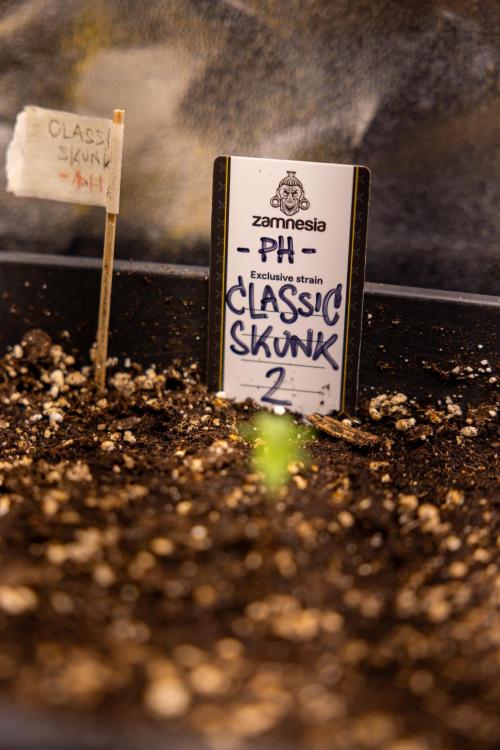 Classic Skunk 🌱  - Zamnesia x B&B. Week 1 - Classic Skunk x2 - Week 1 - Veg