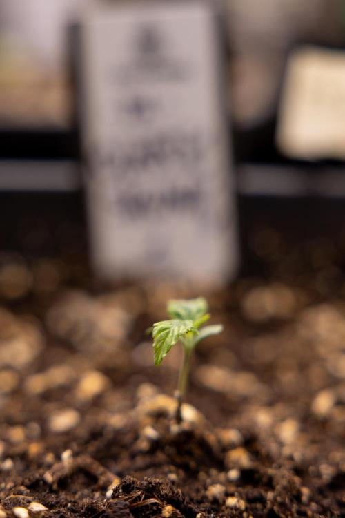 Classic Skunk 🌱  - Zamnesia x B&B. Week 1 - Classic Skunk x2 - Week 1 - Veg