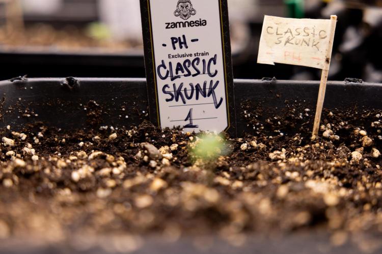 Classic Skunk 🌱  - Zamnesia x B&B. Week 1 - Classic Skunk x2 - Week 1 - Veg