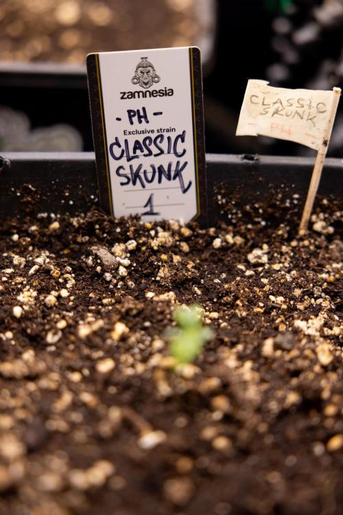 Classic Skunk 🌱  - Zamnesia x B&B. Week 1 - Classic Skunk x2 - Week 1 - Veg