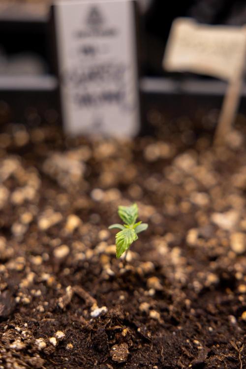 Classic Skunk 🌱  - Zamnesia x B&B. Week 1 - Classic Skunk x2 - Week 1 - Veg