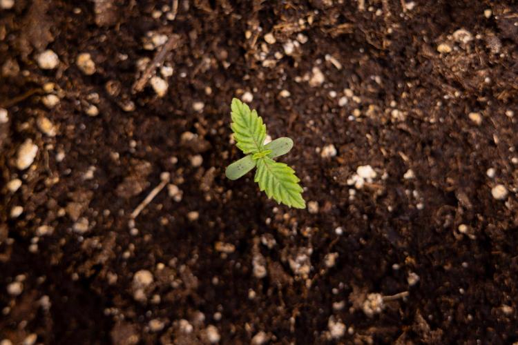 PBB  🥜- Zamnesia x B&B. Week 1 - PBB - Week 01 - VEG 