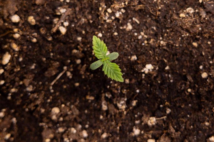 PBB  🥜- Zamnesia x B&B. Week 1 - PBB - Week 01 - VEG 