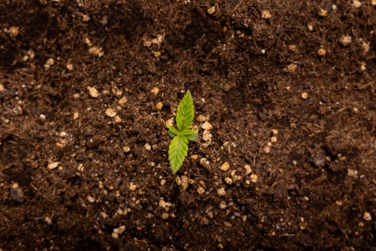 PBB  🥜- Zamnesia x B&B. Week 1 - PBB - Week 01 - VEG 