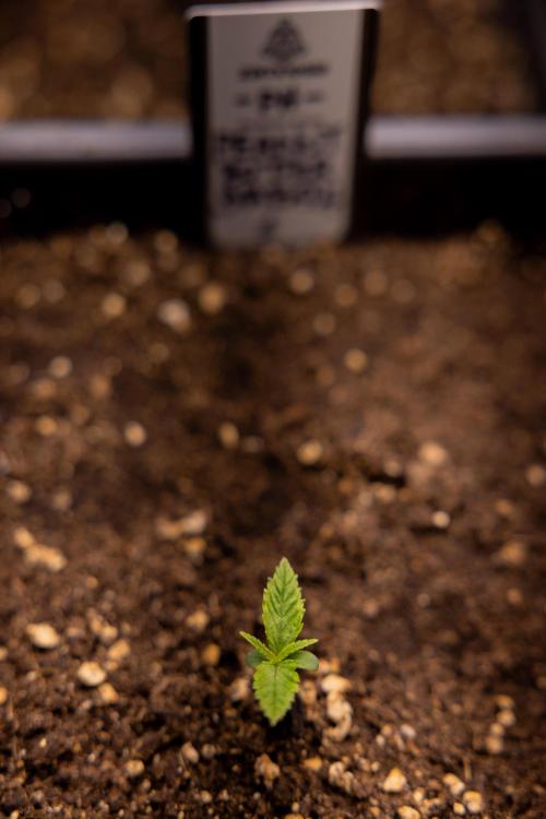 PBB  🥜- Zamnesia x B&B. Week 1 - PBB - Week 01 - VEG 