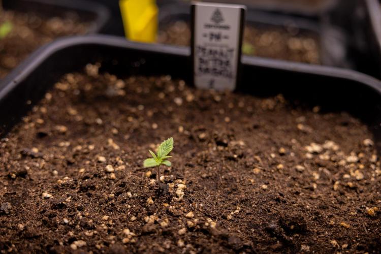 PBB  🥜- Zamnesia x B&B. Week 1 - PBB - Week 01 - VEG 