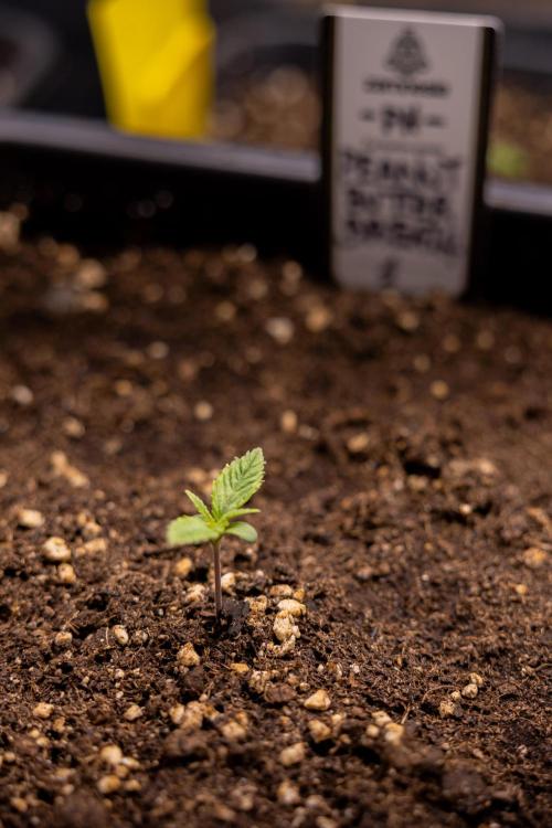 PBB  🥜- Zamnesia x B&B. Week 1 - PBB - Week 01 - VEG 