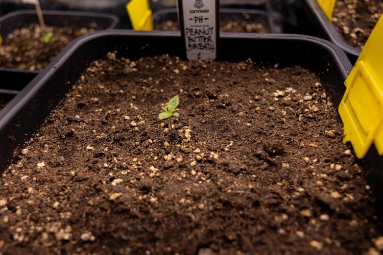 PBB  🥜- Zamnesia x B&B. Week 1 - PBB - Week 01 - VEG 