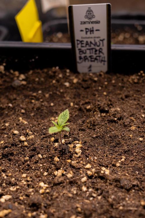 PBB  🥜- Zamnesia x B&B. Week 1 - PBB - Week 01 - VEG 