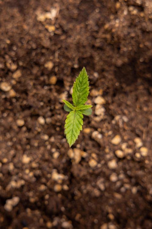 PBB  🥜- Zamnesia x B&B. Week 1 - PBB - Week 01 - VEG 