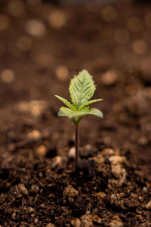 PBB  🥜- Zamnesia x B&B. Week 1 - PBB - Week 01 - VEG 