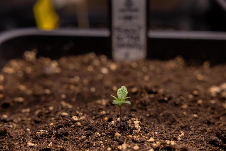PBB  🥜- Zamnesia x B&B. Week 1 - PBB - Week 01 - VEG 