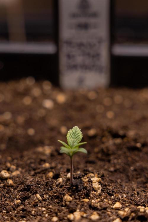 PBB  🥜- Zamnesia x B&B. Week 1 - PBB - Week 01 - VEG 