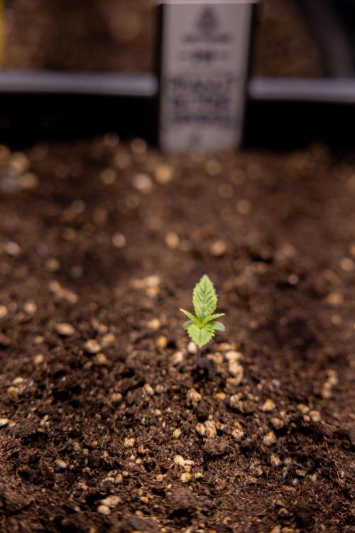 PBB  🥜- Zamnesia x B&B. Week 1 - PBB - Week 01 - VEG 