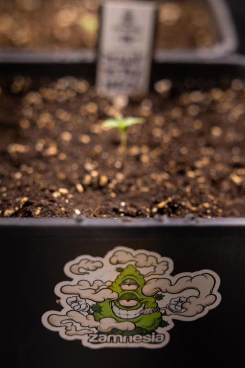 PBB  🥜- Zamnesia x B&B. Week 1 - PBB - Week 01 - VEG 