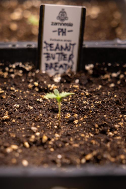 PBB  🥜- Zamnesia x B&B. Week 1 - PBB - Week 01 - VEG 