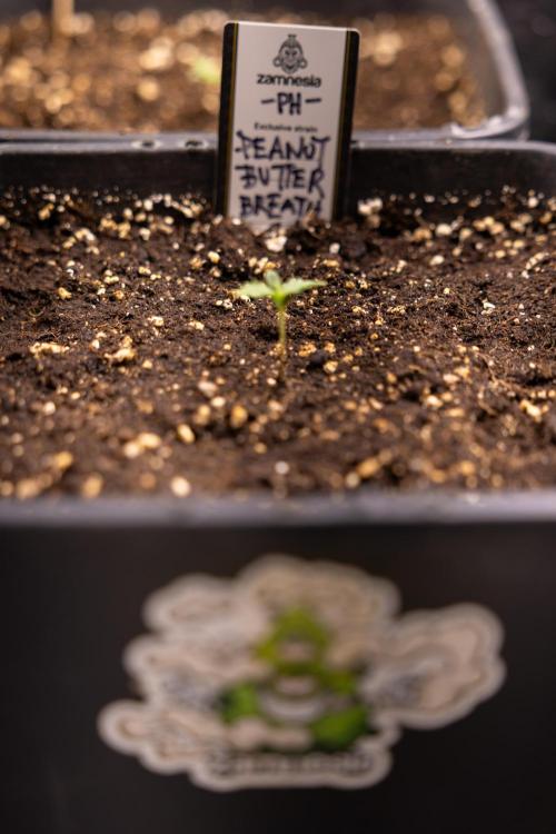 PBB  🥜- Zamnesia x B&B. Week 1 - PBB - Week 01 - VEG 