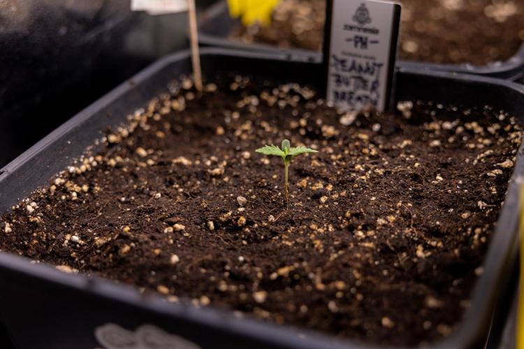 PBB  🥜- Zamnesia x B&B. Week 1 - PBB - Week 01 - VEG 