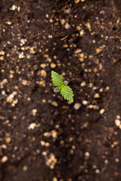 PBB  🥜- Zamnesia x B&B. Week 1 - PBB - Week 01 - VEG 