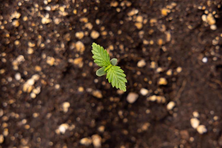 PBB  🥜- Zamnesia x B&B. Week 1 - PBB - Week 01 - VEG 