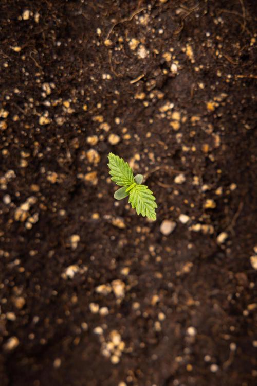 PBB  🥜- Zamnesia x B&B. Week 1 - PBB - Week 01 - VEG 