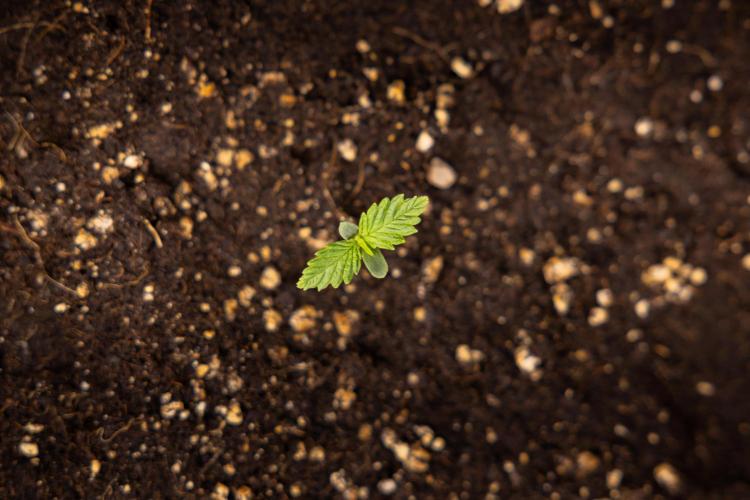 PBB  🥜- Zamnesia x B&B. Week 1 - PBB - Week 01 - VEG 