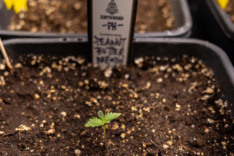 PBB  🥜- Zamnesia x B&B. Week 1 - PBB - Week 01 - VEG 
