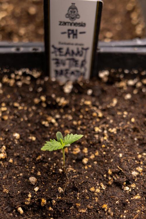 PBB  🥜- Zamnesia x B&B. Week 1 - PBB - Week 01 - VEG 
