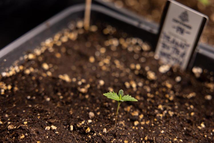 PBB  🥜- Zamnesia x B&B. Week 1 - PBB - Week 01 - VEG 