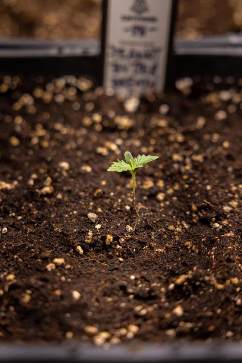 PBB  🥜- Zamnesia x B&B. Week 1 - PBB - Week 01 - VEG 