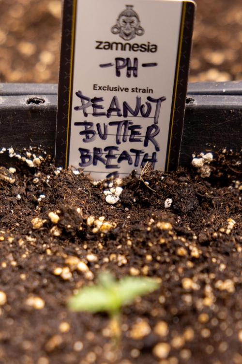PBB  🥜- Zamnesia x B&B. Week 1 - PBB - Week 01 - VEG 