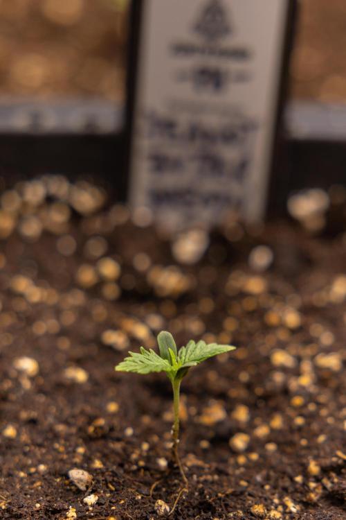 PBB  🥜- Zamnesia x B&B. Week 1 - PBB - Week 01 - VEG 