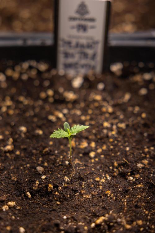 PBB  🥜- Zamnesia x B&B. Week 1 - PBB - Week 01 - VEG 