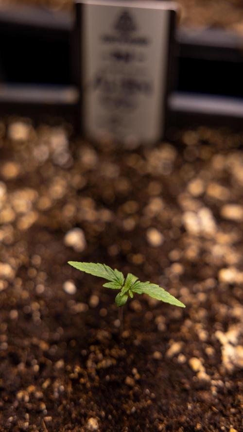Alien OG 👽 - Zamnesia x B&B. Week 1 - ALIEN OG - Week 01 - VEG